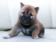 Choosing the Right Dog Groomer in 5 Steps! dog groomer