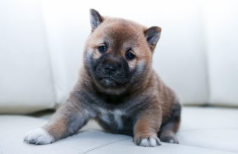 Choosing the Right Dog Groomer in 5 Steps! dog groomer