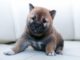 Choosing the Right Dog Groomer in 5 Steps! dog groomer