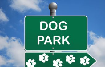 Six Things To Remember When In Dog Parks