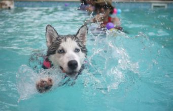 The Do’s And Don’ts When Dogs Are Drowning