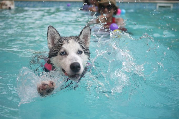 The Do’s And Don’ts When Dogs Are Drowning