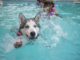 The Do’s And Don’ts When Dogs Are Drowning