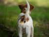 Tail Biting Among Dogs: What It Means And Its Causes