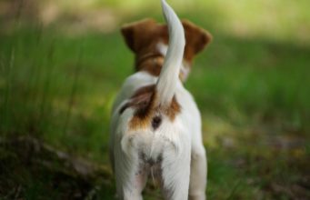 Tail Biting Among Dogs: What It Means And Its Causes