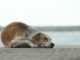 Things Every Dog Owner Need To Know About Parvovirus