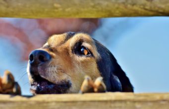 When Dogs Bark: Knowing When And How To Correct