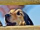 When Dogs Bark: Knowing When And How To Correct