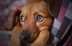 What You Need To Know About Dog Diarrhea