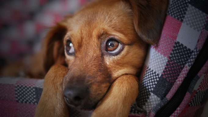 What You Need To Know About Dog Diarrhea