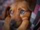 What You Need To Know About Dog Diarrhea