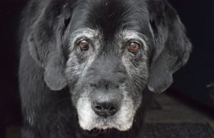Why You Should Adopt Senior Dogs?