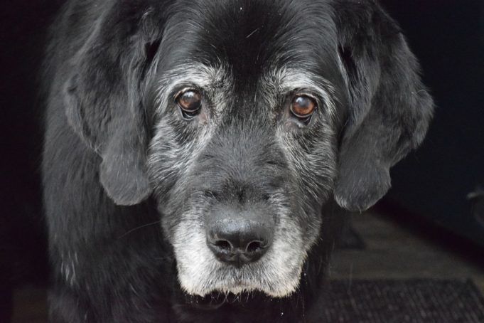 Why You Should Adopt Senior Dogs?