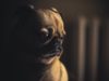 When Does Dog Gas Become A Concern?