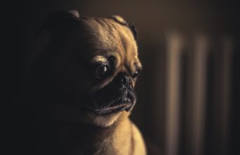 When Does Dog Gas Become A Concern?