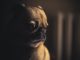 When Does Dog Gas Become A Concern?