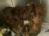 Neglected Dog By The Highway Cannot Be Identified Because Of His Heavily Matted Fur