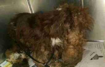 Neglected Dog By The Highway Cannot Be Identified Because Of His Heavily Matted Fur
