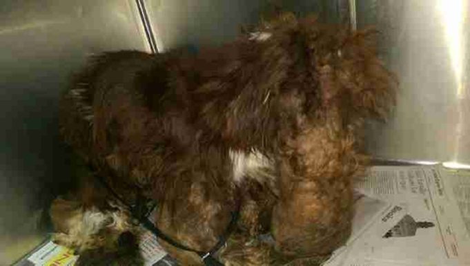 Neglected Dog By The Highway Cannot Be Identified Because Of His Heavily Matted Fur