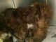 Neglected Dog By The Highway Cannot Be Identified Because Of His Heavily Matted Fur