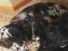 Neglected Dog Hides In Smallest Places And Won’t Come Out For Days When Scared