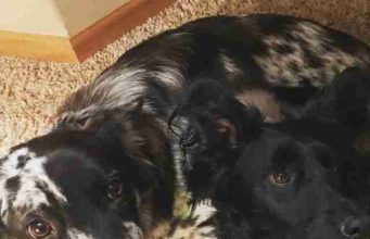 Neglected Dog Hides In Smallest Places And Won’t Come Out For Days When Scared