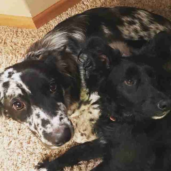 Neglected Dog Hides In Smallest Places And Won’t Come Out For Days When Scared