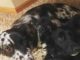 Neglected Dog Hides In Smallest Places And Won’t Come Out For Days When Scared