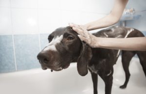 LIKELY TRACES OF OBSESSION WITH OUR DOGS
