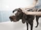 LIKELY TRACES OF OBSESSION WITH OUR DOGS