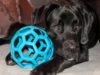 Toy Style Options For Your Dog