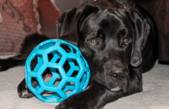 Toy Style Options For Your Dog