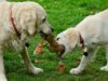 Tug Of War: A Game For Your Dog