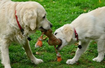 Tug Of War: A Game For Your Dog