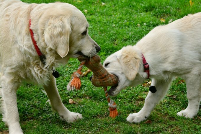 Tug Of War: A Game For Your Dog