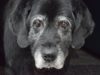 Things You Should Expect When Your Dog Ages