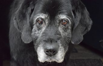 Things You Should Expect When Your Dog Ages