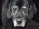 Things You Should Expect When Your Dog Ages