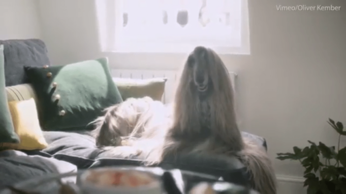 A Supermodel Dog Named Iraida