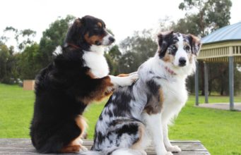 This Dog Is Enjoying His Head Massage Treatment