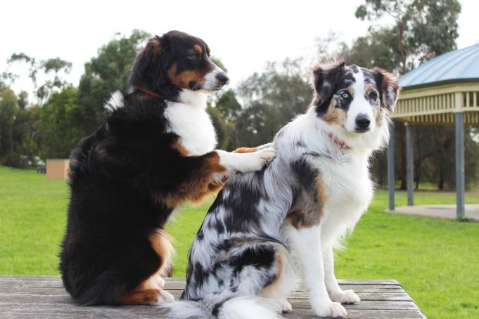 This Dog Is Enjoying His Head Massage Treatment