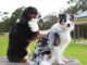 This Dog Is Enjoying His Head Massage Treatment