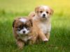 Woman’s Dog To Serve As Groom In Her Dream Wedding