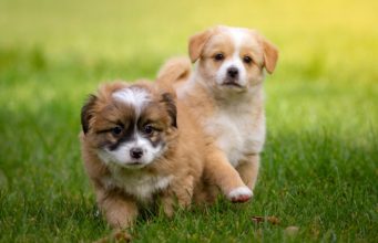 Woman’s Dog To Serve As Groom In Her Dream Wedding