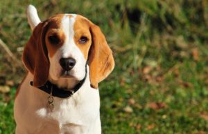 Beagle Who Lost Her Puppies Adopts Baby Possum