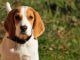 Beagle Who Lost Her Puppies Adopts Baby Possum