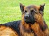 Super Friendly Dog Found The Perfect Job After Being Fired For Being Too Friendly