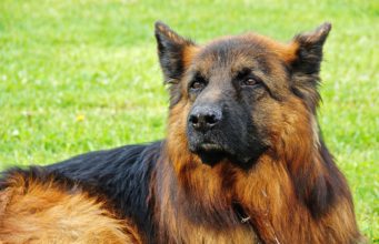Super Friendly Dog Found The Perfect Job After Being Fired For Being Too Friendly
