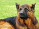 Super Friendly Dog Found The Perfect Job After Being Fired For Being Too Friendly