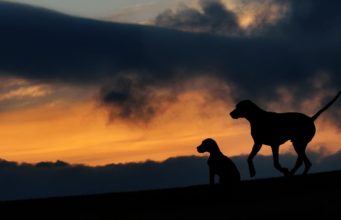 Two Inseparable Dogs Found A New Home